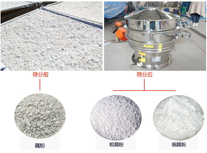 蓮藕淀粉曬干，采用304不銹鋼材質(zhì)藕粉振動(dòng)篩篩分后前后對(duì)比效果圖展示。