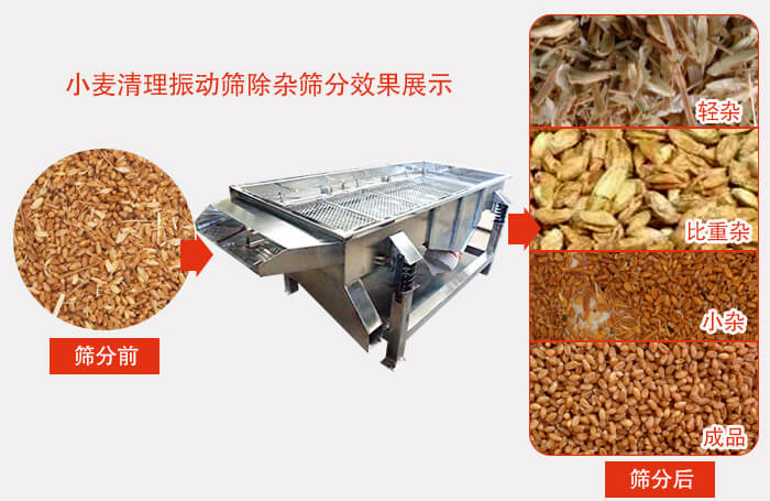 小麥清理振動篩小麥篩分效果展示圖可同時篩分出輕雜，比重雜，小雜，成品等四個等級。